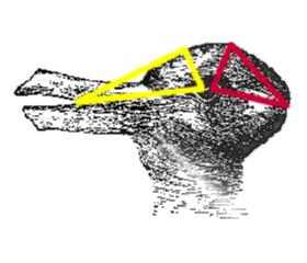 Double-image : "Lapin-canard", Joseph Jastrow, 1905, vue avec triangulations