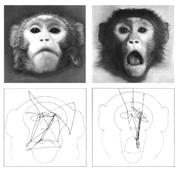 WURTZ Robert, GOLDBERG Michael, ROBINSON David,  "Les mécanismes cérébraux de l'attention visuelle",  dans "La perception visuelle", Bibliothèque Pour la science, diffusion Belin, 1984, pages 80-89.