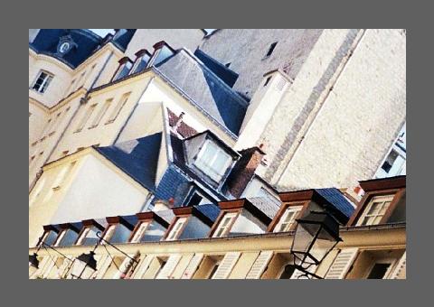 "Chiens assis alignés sur une oblique, vue 2", photo avec alignement équivoque.