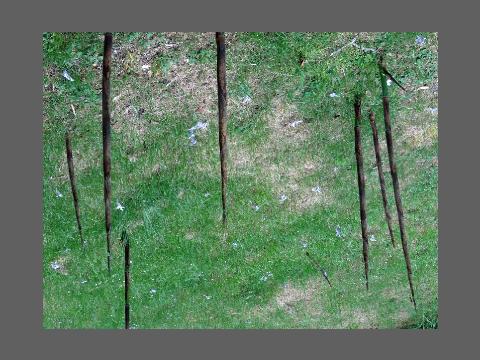 "Lances de bambous", photo de bambous renversée à 180°.