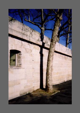 Ombre-Platane