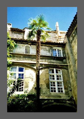"Palmier", photo à contact équivoque.