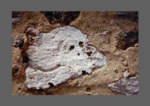 "Crﾉne", silex d'un mur en forme de crﾉne.